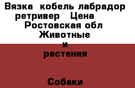 Вязка, кобель лабрадор ретривер › Цена ­ 1 - Ростовская обл. Животные и растения » Собаки   